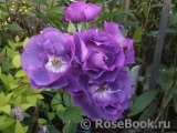 Rhapsody in Blue Rhapsody in Blue
