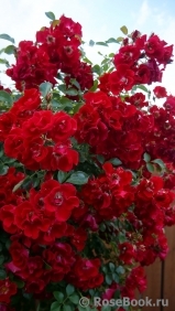 Rouge Meillandecor Rouge Meillandecor