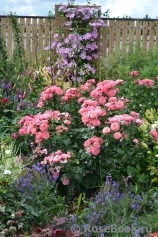 Mein schoner Garten Mein schoner Garten