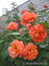 Westerland Westerland
