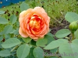 Lady of Shalott Lady of Shalott