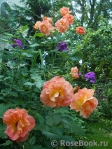 Westerland Westerland