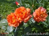 Westerland Westerland