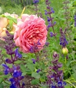 Jubilee Celebration® Jubilee Celebration®