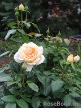 Lions Rose