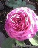 Heidi Klum Rose Heidi Klum Rose