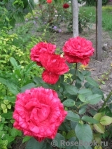 Red Intuition Red Intuition