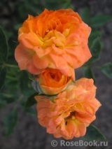 Mandarin Mandarin