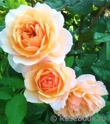 Grace® Grace®
