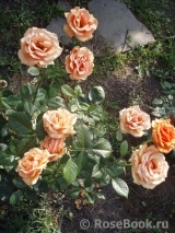 Ashram Ashram