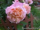 Augusta Luise Augusta Luise