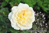 Crocus Rose® Crocus Rose®
