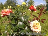 Cherry Brandy ® Cherry Brandy ®