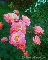 Augusta Luise Augusta Luise