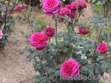 Johann Wolfgang von Goethe Rose® Johann Wolfgang von Goethe Rose®
