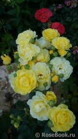 Golden Border Golden Border