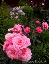 Tickled Pink Tickled Pink