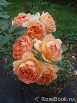 Lady of Shalott Lady of Shalott