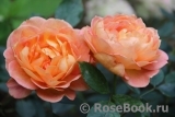 Lady of Shalott Lady of Shalott