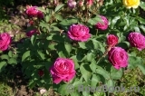 Heidi Klum Rose Heidi Klum Rose