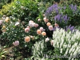 Sangerhauser Jubilaumsrose Sangerhauser Jubilaumsrose