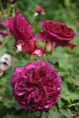 Darcey Bussell Darcey Bussell