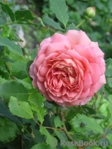 Jubilee Celebration®