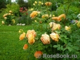 Lady of Shalott Lady of Shalott