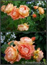 Lady of Shalott Lady of Shalott