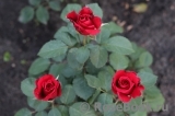 Red Naomi!® Red Naomi!®