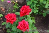 Red Naomi!® Red Naomi!®
