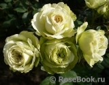 Lovely Green ® Lovely Green ®