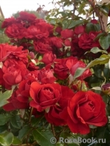 Amadeus