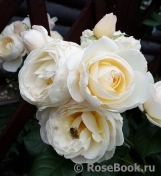 Uetersener Klosterrose Uetersener Klosterrose