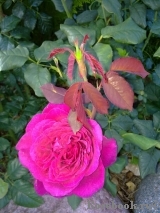 Johann Wolfgang von Goethe Rose® Johann Wolfgang von Goethe Rose®