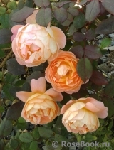 Lady Emma Hamilton Lady Emma Hamilton