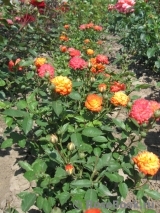 Mandarin Mandarin