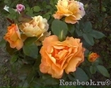 Bernstein-Rose Bernstein-Rose
