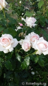 Chandos Beauty Chandos Beauty