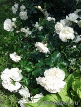 White Meidiland White Meidiland