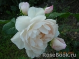 Generous Gardener, The Generous Gardener, The