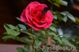 Rosarium Uetersen Rosarium Uetersen