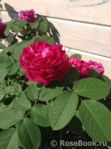 Rose de Rescht Rose de Rescht