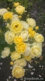 Golden Border Golden Border