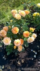 Goldelse Goldelse