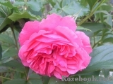Rosarium Uetersen Rosarium Uetersen