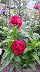 Rose des 4 Vents Rose des 4 Vents