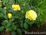 Friesia Friesia