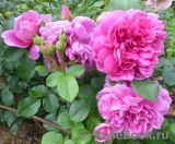 Princess Anne Princess Anne