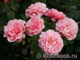 Tickled Pink Tickled Pink